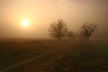 Fototapeta na wymiar road in fog