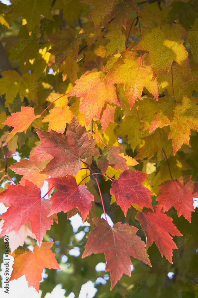 Wall mural fall maple tree branch