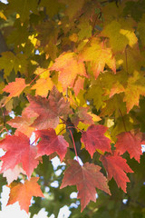 fall maple tree branch