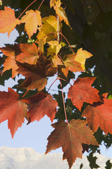 maple branch in fall