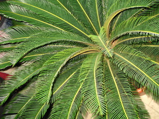 small palm