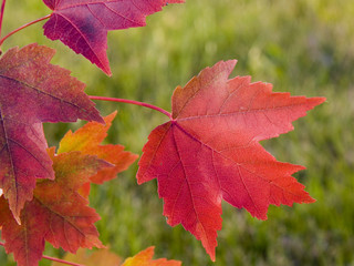 red maple leaf in fall