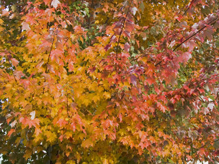 maple in fall colors