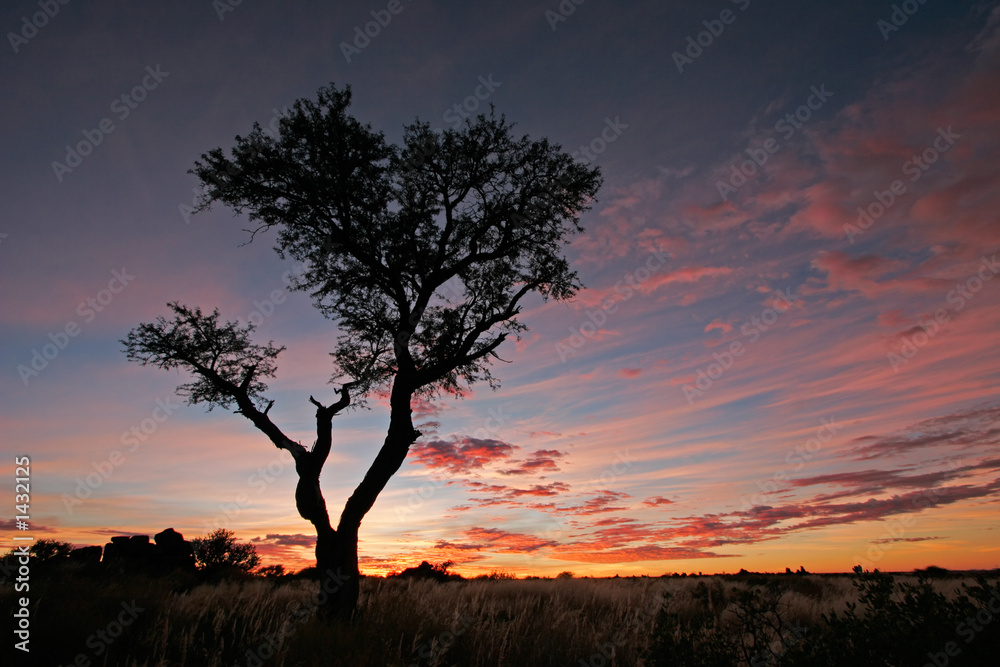 Sticker acacia tree silhouette