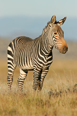 cape mountain zebra