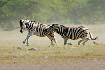 fighting zebras