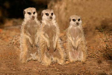 suricates