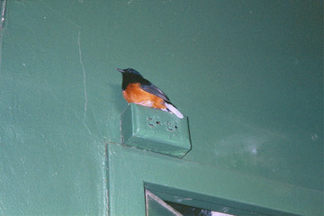 oriole in unlikely place