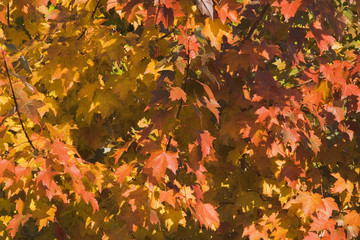 leaf cluster in fall colors