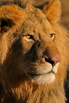 big male lion 11