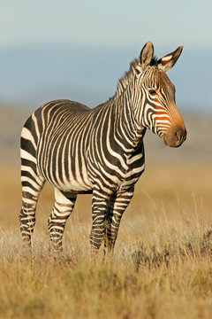 Fototapeta cape mountain zebra