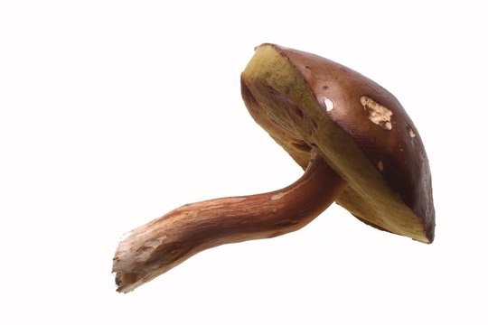 c&egrave;pe