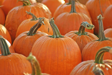 pumpkins