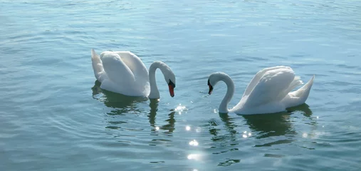 Deurstickers romantic swans couple in a lake. © Ana Vasileva