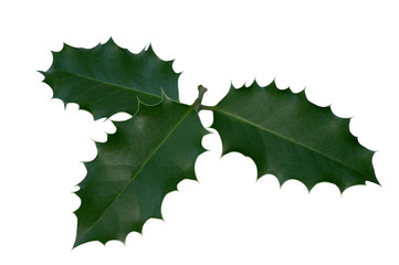 feuilles de houx