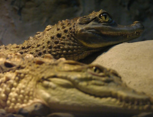 crocodile