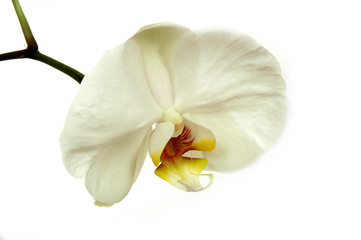 Naklejka na ściany i meble biała orchidea
