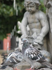 tauben am brunnen