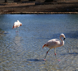 flamengos in a lake