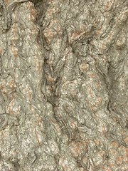 barke on a tree trunk  40030