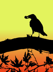 silhouette of a bird