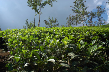india, kerala: tea plantation