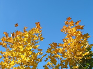 yellow trees