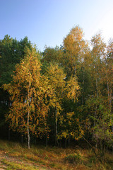 autumn forest and light