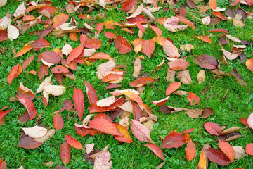 colorful leaves background