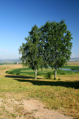 birch (manor mihailovskoe)