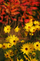 yellow flowers and red leafs