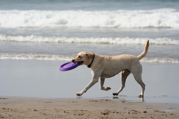 dog and disc