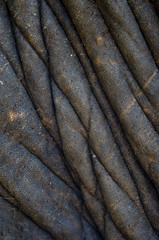 elephant skin
