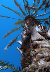 palm tree