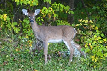 whitetail
