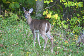 whitetail deer