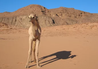 Fototapeten chameau © yann vautrin