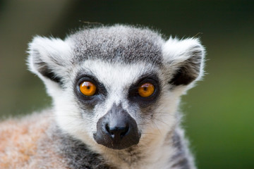 ring tailed lemur portrait - obrazy, fototapety, plakaty