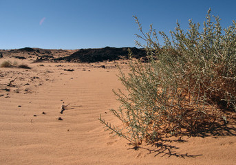 desert bush