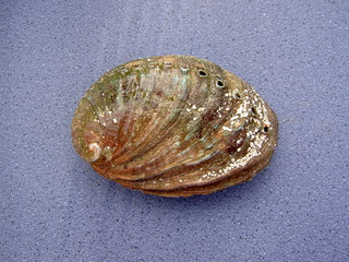 coquille d'ormeau