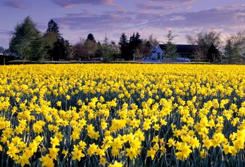 Papier peint photo autocollant rond Narcisse yellow daffodils