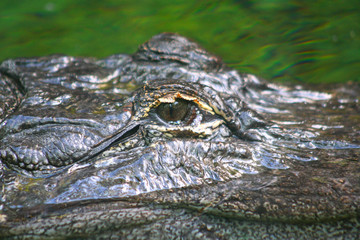 crocodile
