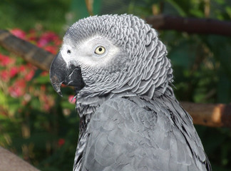 grau papagei