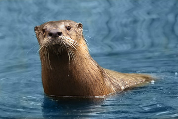 neugieriger otter