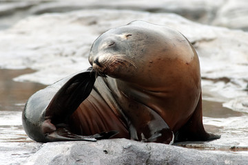 sich kratzender seelöwe