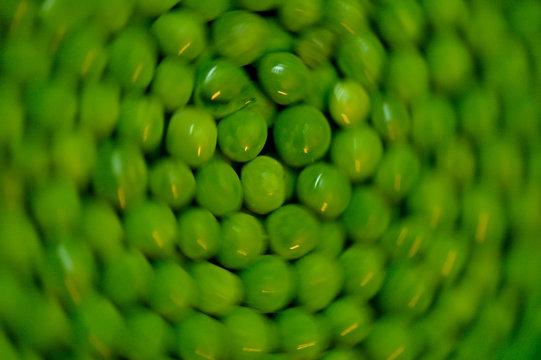 petit-pois cuisin&eacute;
