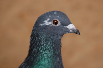 pigeon