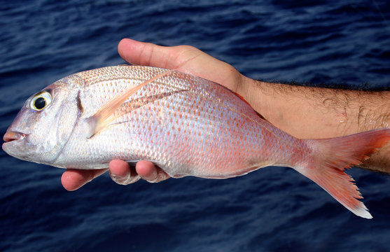 de pesca