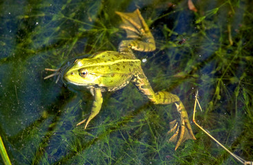 wasserfrosch1
