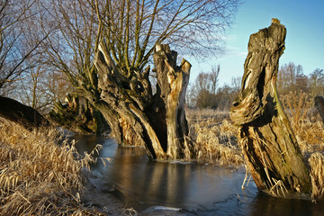 river and trees